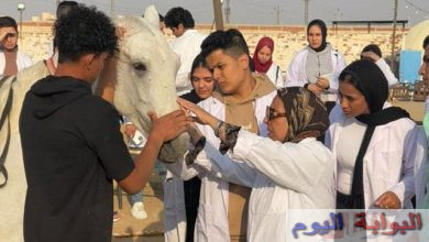طب بيطرى جامعة بدر تنظم يوماً تدريبياً للطلاب فى مزرعة الخيول