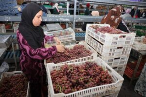 محافظ المنيا يتفقد محطة تعبئة فاكهة «البيهو» بإنتاج يومي 40 طنًا من الفراولة والعنب